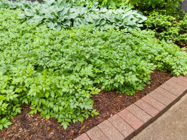 Brick Border Installation in Columbia